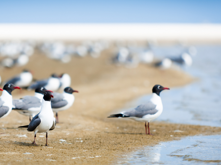 Vogels op strand Vogels op strand